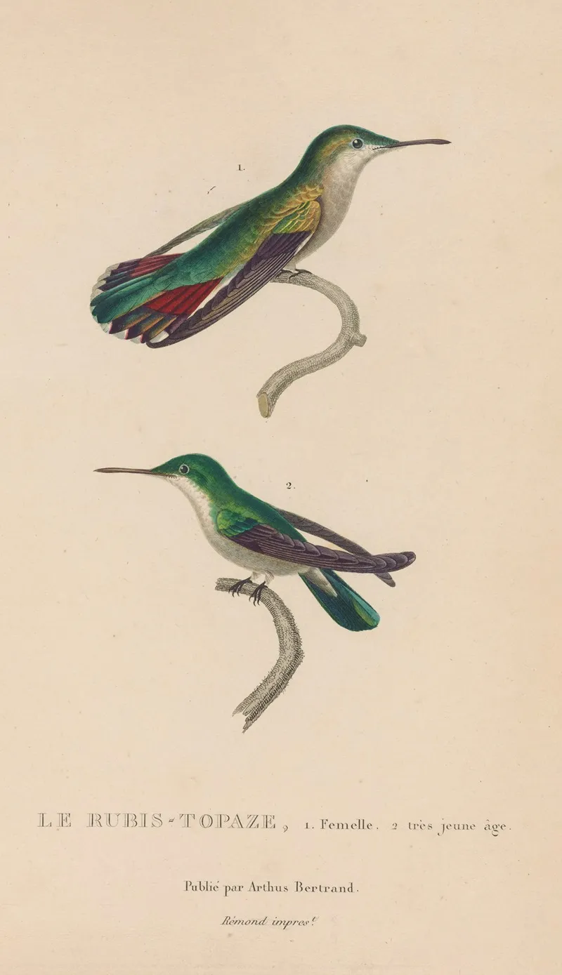 Histoire Naturelle Des Oiseaux Mouches Pl 54 Wall Art by René-Primevère Lesson - High-Resolution Digital Print