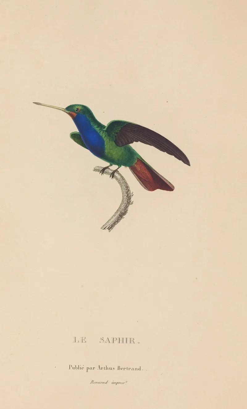 Histoire Naturelle Des Oiseaux Mouches Pl 56 Wall Art by René-Primevère Lesson - High-Resolution Digital Print