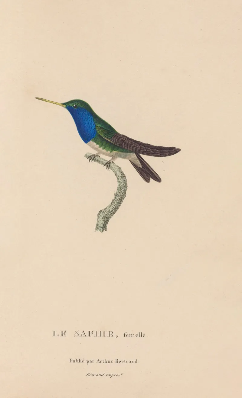 Histoire Naturelle Des Oiseaux Mouches Pl 57 Wall Art by René-Primevère Lesson - High-Resolution Digital Print