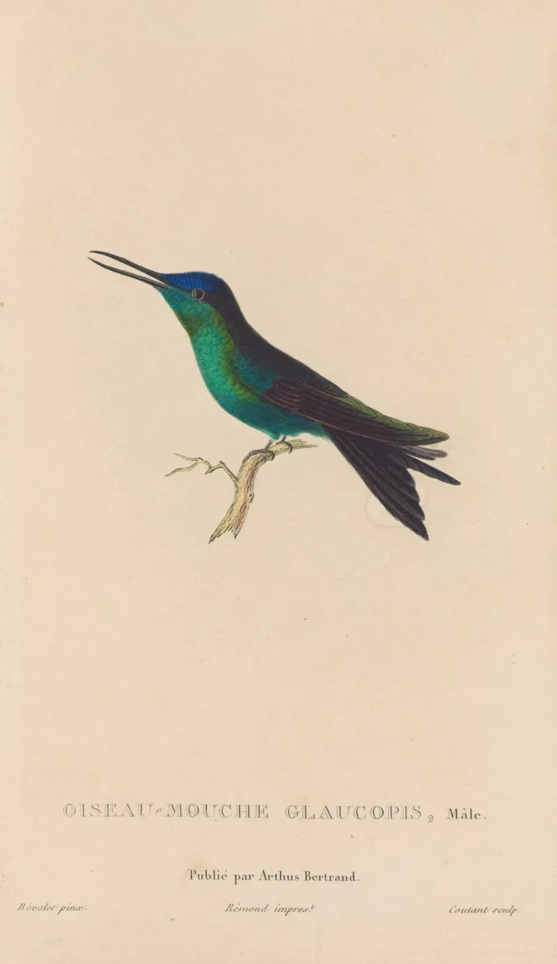 Histoire Naturelle Des Oiseaux Mouches Pl 59 Wall Art by René-Primevère Lesson - High-Resolution Digital Print