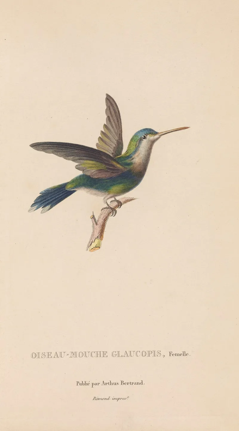 Histoire Naturelle Des Oiseaux Mouches Pl 60 Wall Art by René-Primevère Lesson - High-Resolution Digital Print