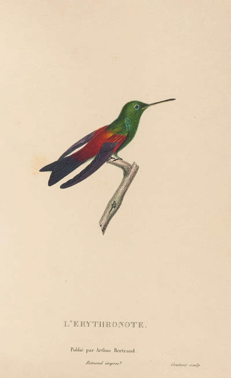 Histoire Naturelle Des Oiseaux Mouches Pl 62 Wall Art by René-Primevère Lesson - High-Resolution Digital Print