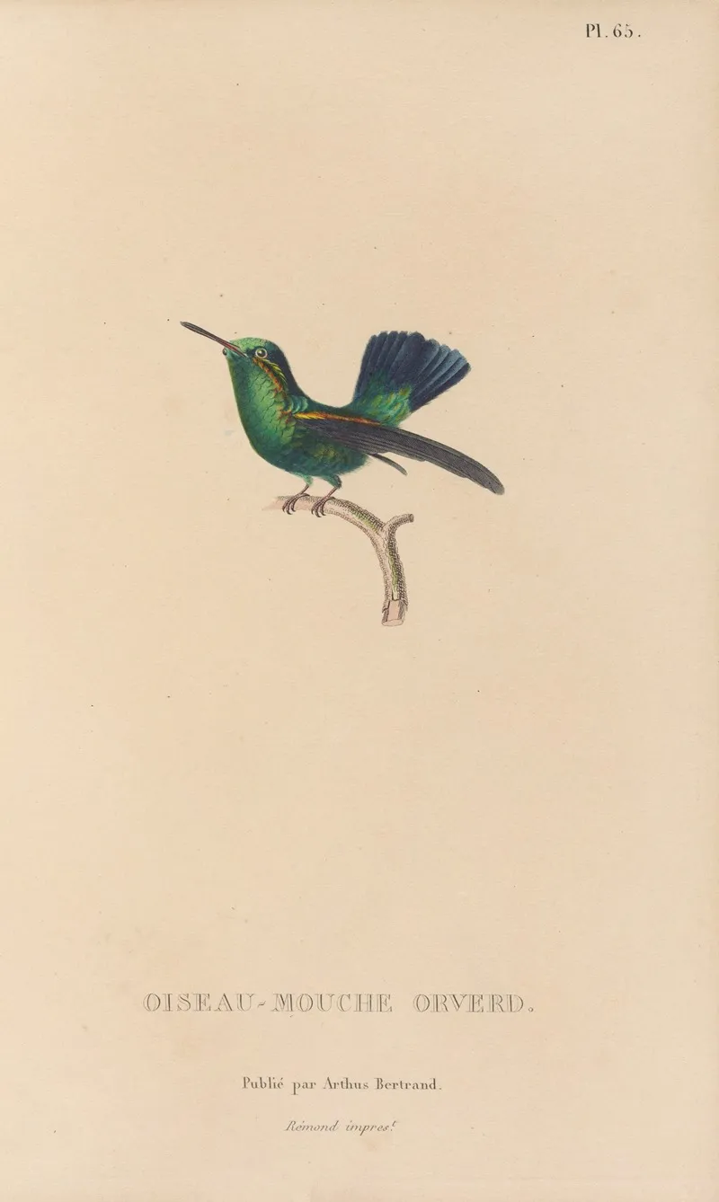 Histoire Naturelle Des Oiseaux Mouches Pl 66 Wall Art by René-Primevère Lesson - High-Resolution Digital Print