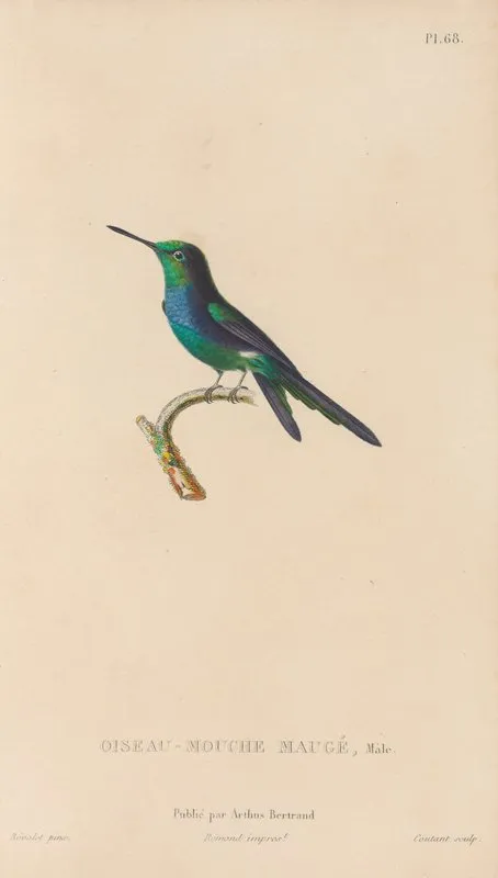 Histoire Naturelle Des Oiseaux Mouches Pl 69 Wall Art by René-Primevère Lesson - High-Resolution Digital Print
