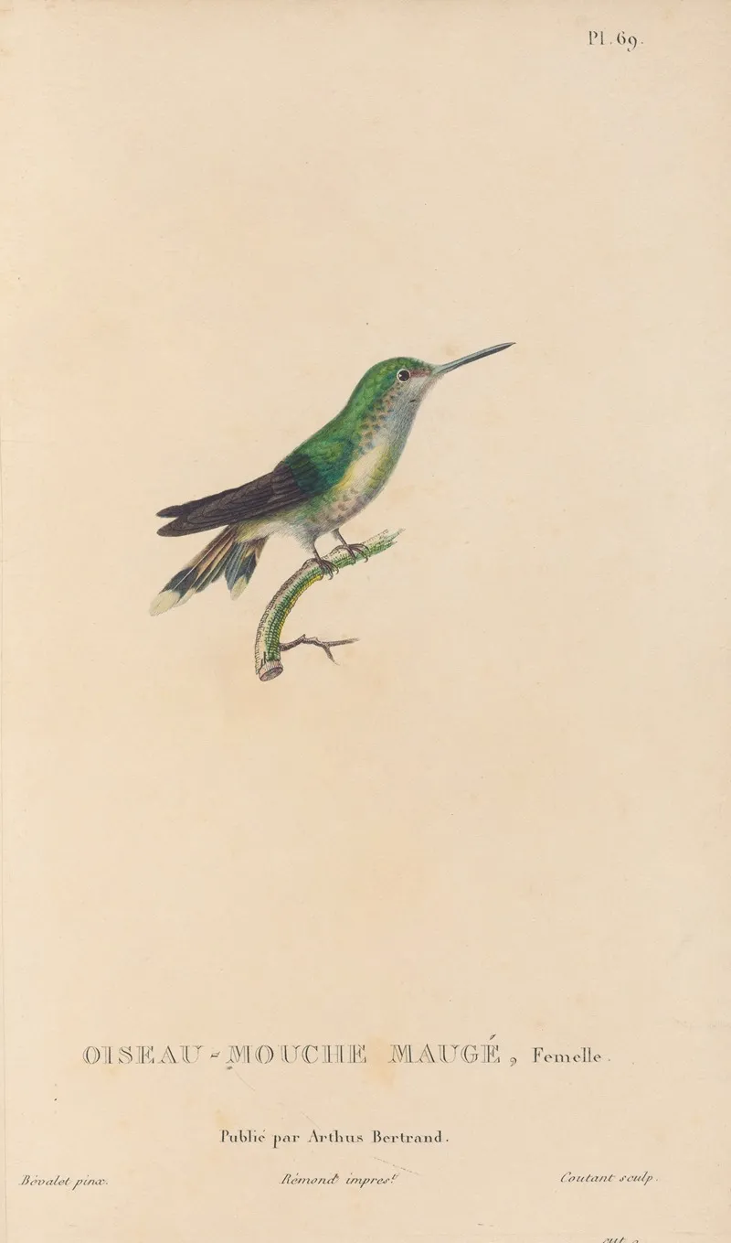 Histoire Naturelle Des Oiseaux Mouches Pl 70 Wall Art by René-Primevère Lesson - High-Resolution Digital Print