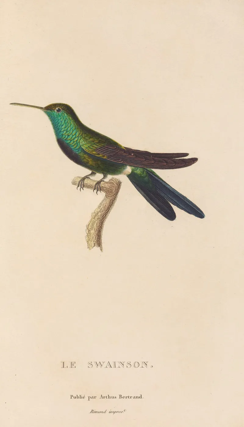 Histoire Naturelle Des Oiseaux Mouches Pl 71 Wall Art by René-Primevère Lesson - High-Resolution Digital Print