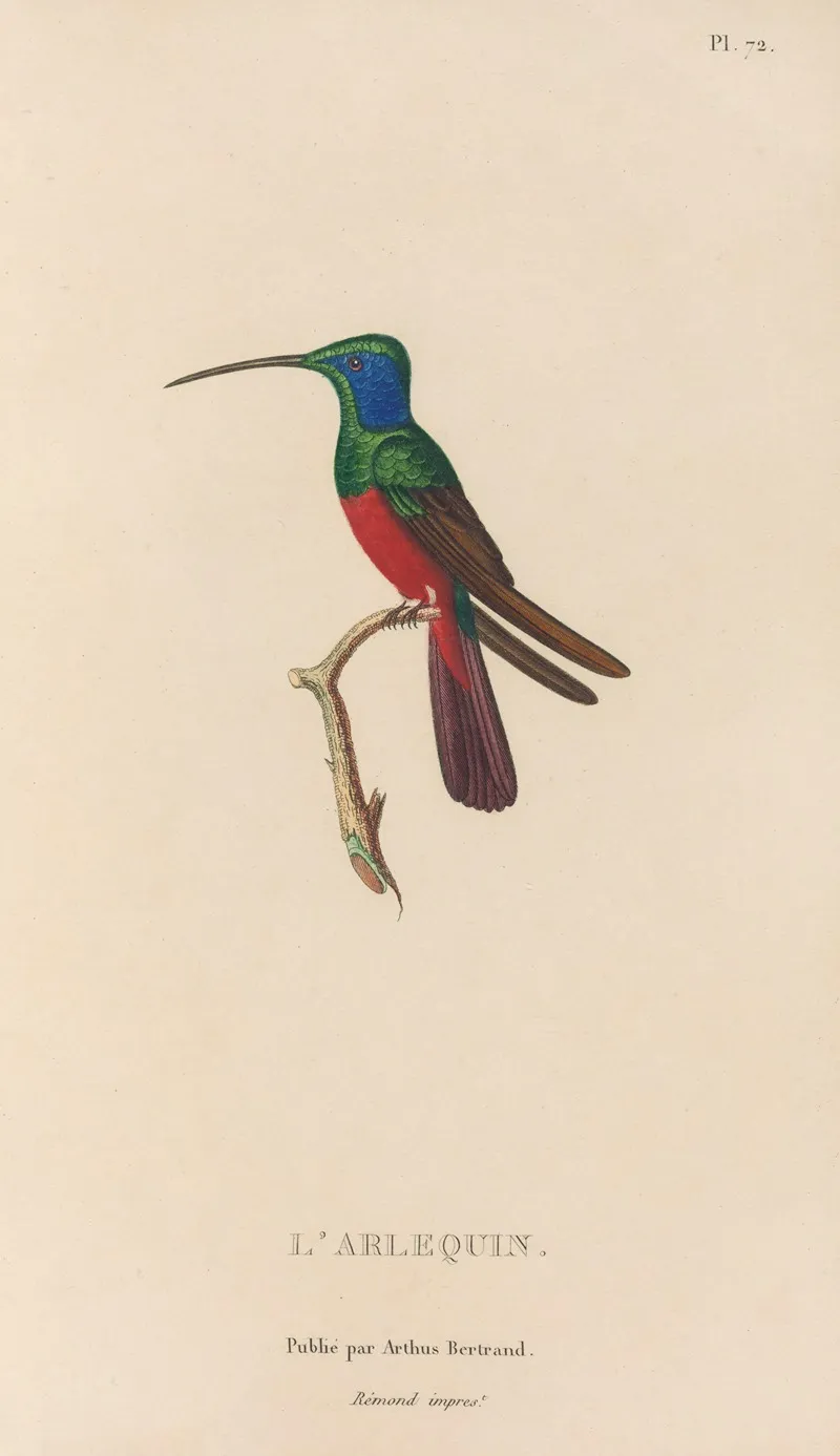Histoire Naturelle Des Oiseaux Mouches Pl 73 Wall Art by René-Primevère Lesson - High-Resolution Digital Print