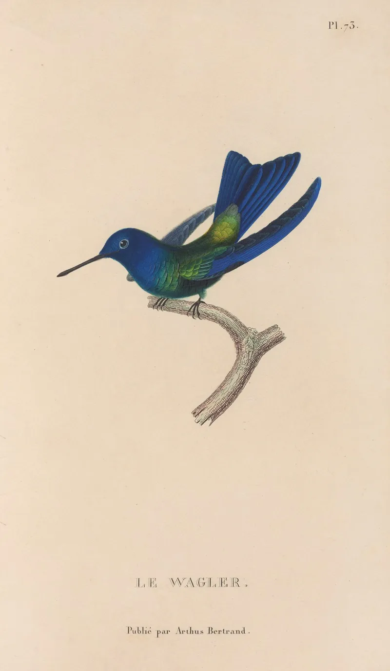 Histoire Naturelle Des Oiseaux Mouches Pl 74 Wall Art by René-Primevère Lesson - High-Resolution Digital Print