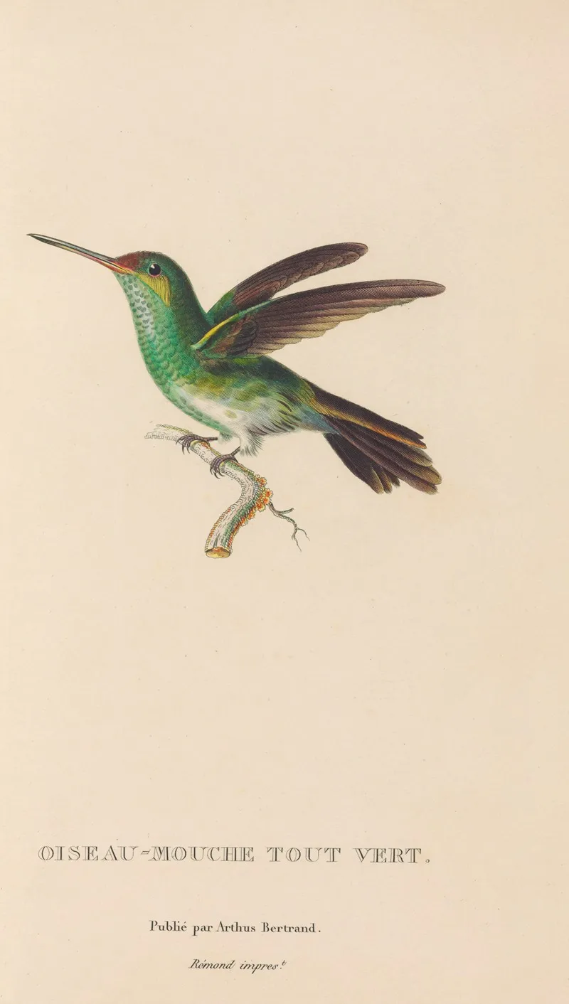 Histoire Naturelle Des Oiseaux Mouches Pl 76 Wall Art by René-Primevère Lesson - High-Resolution Digital Print