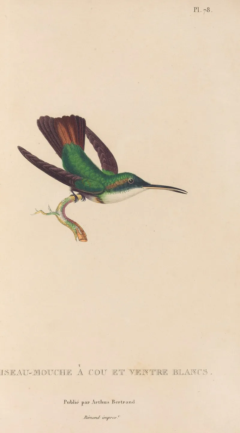 Histoire Naturelle Des Oiseaux Mouches Pl 79 Wall Art by René-Primevère Lesson - High-Resolution Digital Print