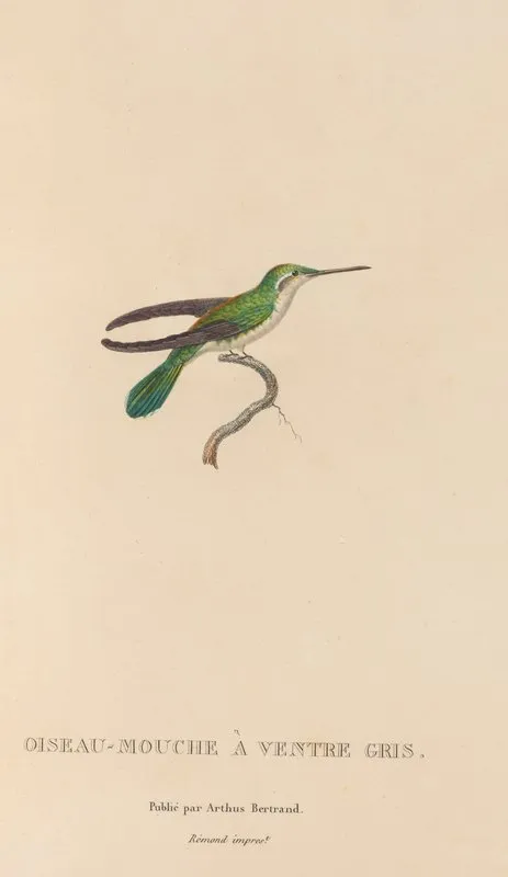 Histoire Naturelle Des Oiseaux Mouches Pl 80 Wall Art by René-Primevère Lesson - High-Resolution Digital Print