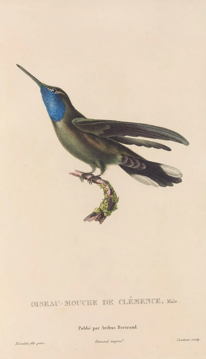 Histoire Naturelle Des Oiseaux Mouches Pl 81 Wall Art by René-Primevère Lesson - High-Resolution Digital Print