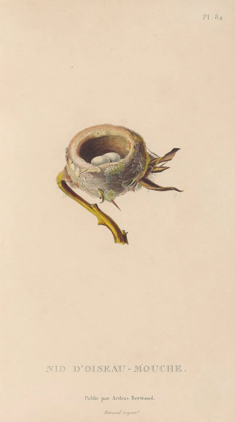 Histoire Naturelle Des Oiseaux Mouches Pl 85 Wall Art by René-Primevère Lesson - High-Resolution Digital Print