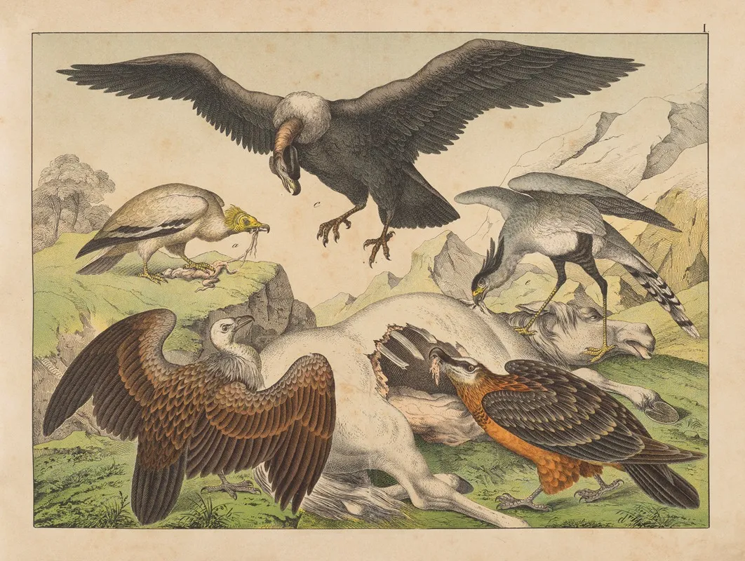 Historja Naturalna Ptakow Natural History Of Birds Pl 01 Wall Art by Gotthilf Heinrich von Schubert - High-Resolution Digital Print