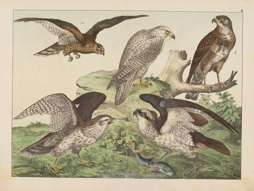 Historja Naturalna Ptakow Natural History Of Birds Pl 03 Wall Art by Gotthilf Heinrich von Schubert - High-Resolution Digital Print