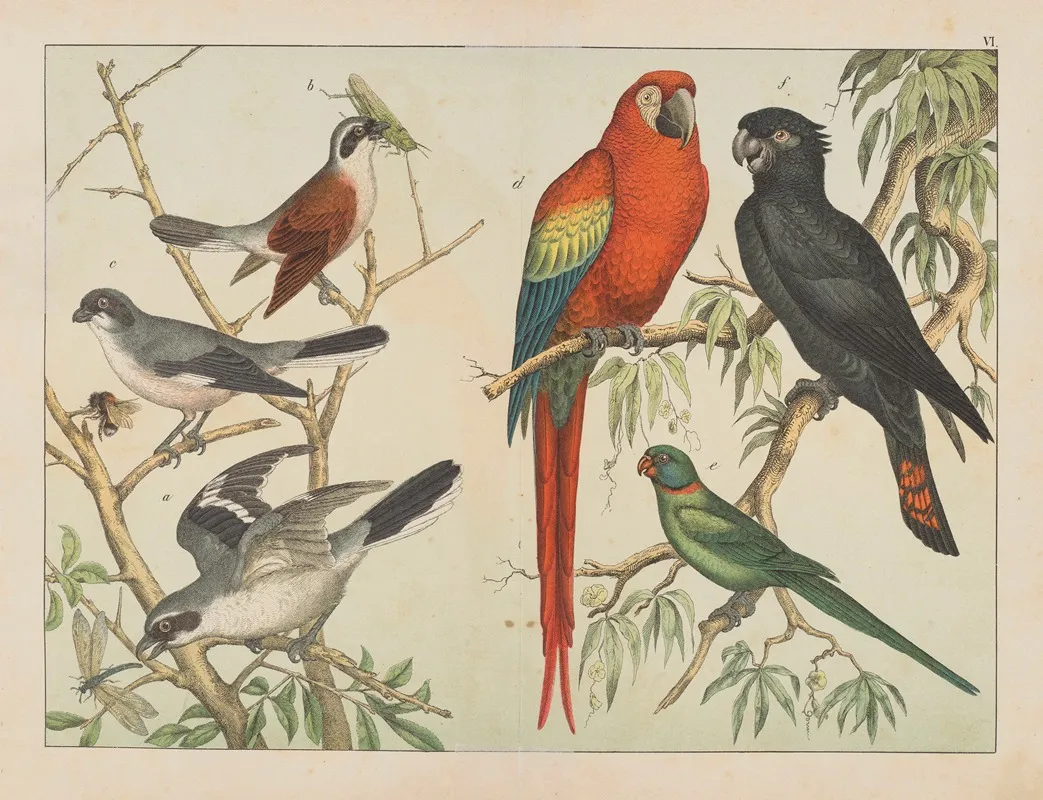 Historja Naturalna Ptakow Natural History Of Birds Pl 06 Wall Art by Gotthilf Heinrich von Schubert - High-Resolution Digital Print