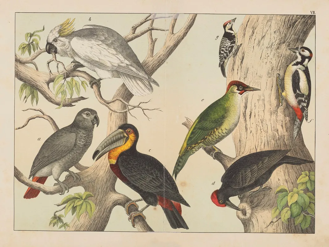 Historja Naturalna Ptakow Natural History Of Birds Pl 07 Wall Art by Gotthilf Heinrich von Schubert - High-Resolution Digital Print