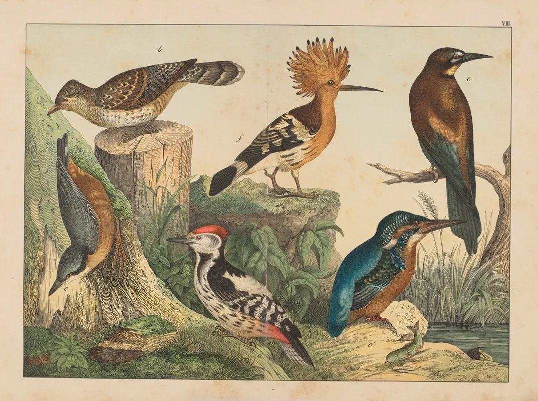 Historja Naturalna Ptakow Natural History Of Birds Pl 08 Wall Art by Gotthilf Heinrich von Schubert - High-Resolution Digital Print