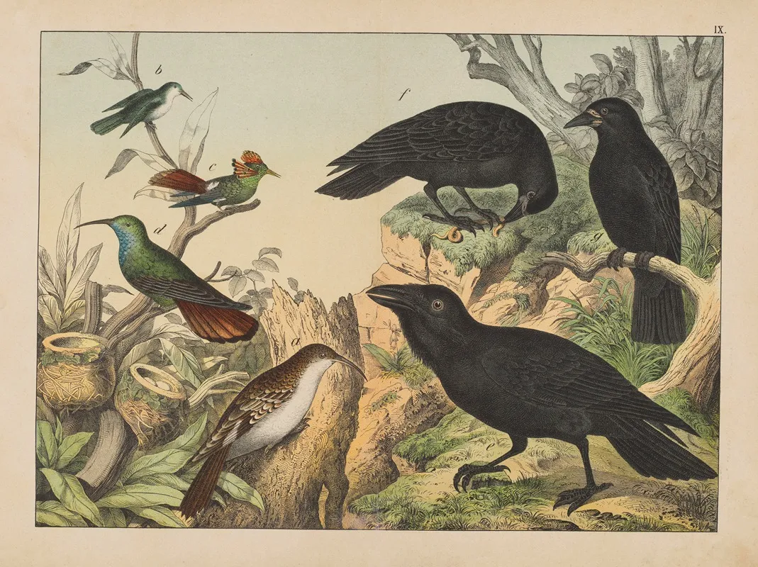 Historja Naturalna Ptakow Natural History Of Birds Pl 09 Wall Art by Gotthilf Heinrich von Schubert - High-Resolution Digital Print