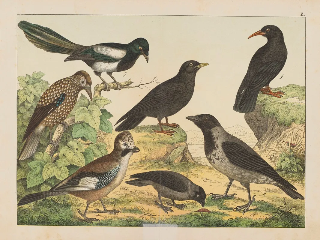 Historja Naturalna Ptakow Natural History Of Birds Pl 10 Wall Art by Gotthilf Heinrich von Schubert - High-Resolution Digital Print