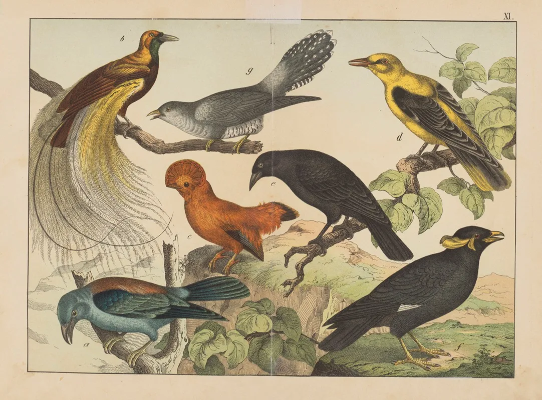 Historja Naturalna Ptakow Natural History Of Birds Pl 11 Wall Art by Gotthilf Heinrich von Schubert - High-Resolution Digital Print