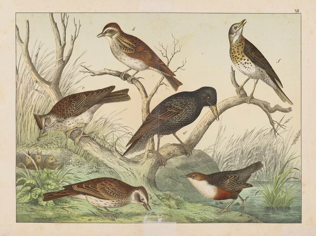 Historja Naturalna Ptakow Natural History Of Birds Pl 12 Wall Art by Gotthilf Heinrich von Schubert - High-Resolution Digital Print