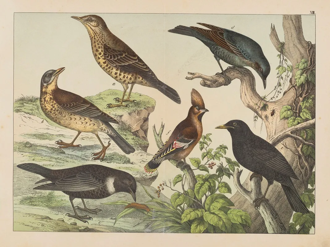 Historja Naturalna Ptakow Natural History Of Birds Pl 13 Wall Art by Gotthilf Heinrich von Schubert - High-Resolution Digital Print