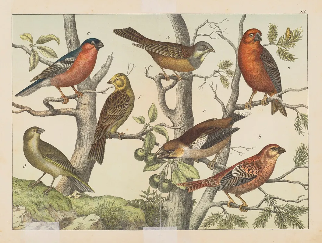 Historja Naturalna Ptakow Natural History Of Birds Pl 14 Wall Art by Gotthilf Heinrich von Schubert - High-Resolution Digital Print
