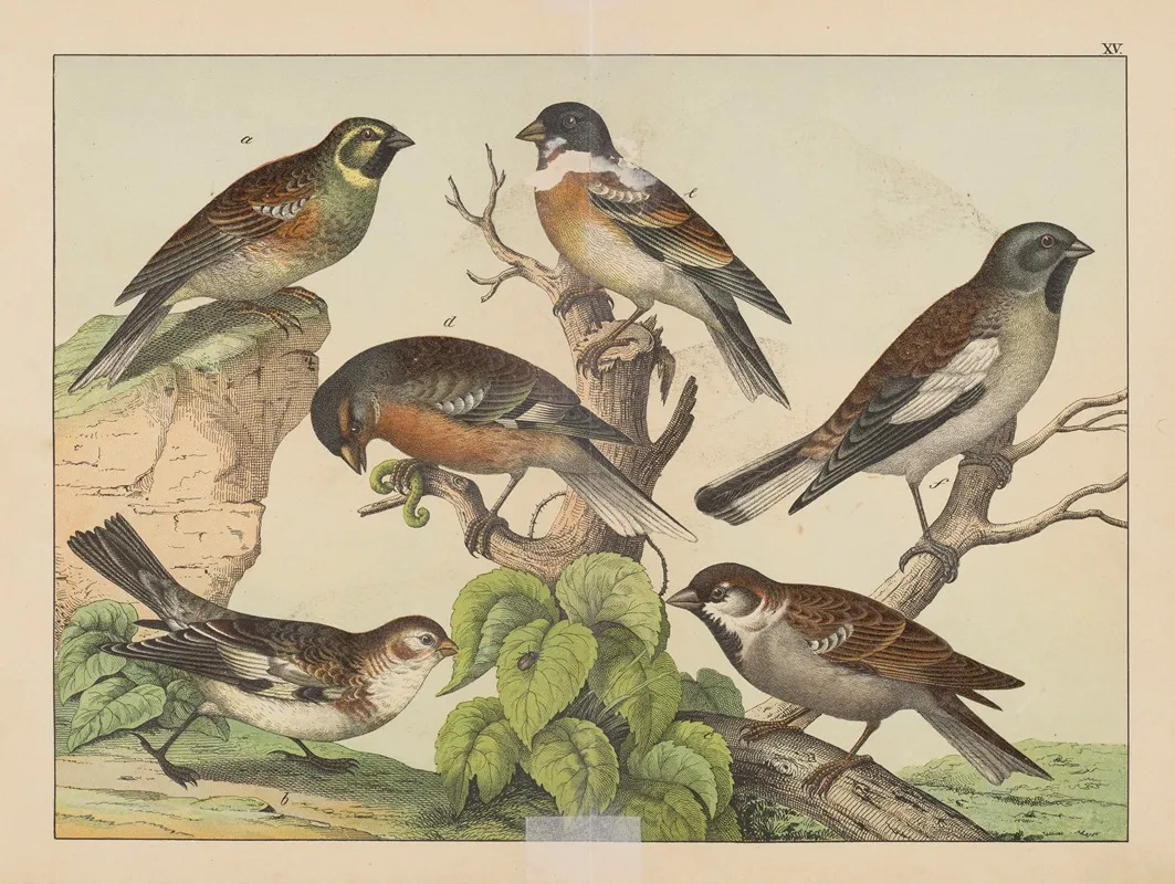 Historja Naturalna Ptakow Natural History Of Birds Pl 15 Wall Art by Gotthilf Heinrich von Schubert - High-Resolution Digital Print