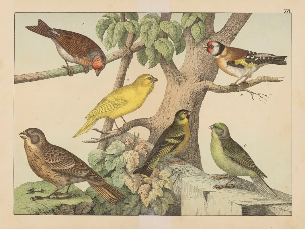 Historja Naturalna Ptakow Natural History Of Birds Pl 16 Wall Art by Gotthilf Heinrich von Schubert - High-Resolution Digital Print