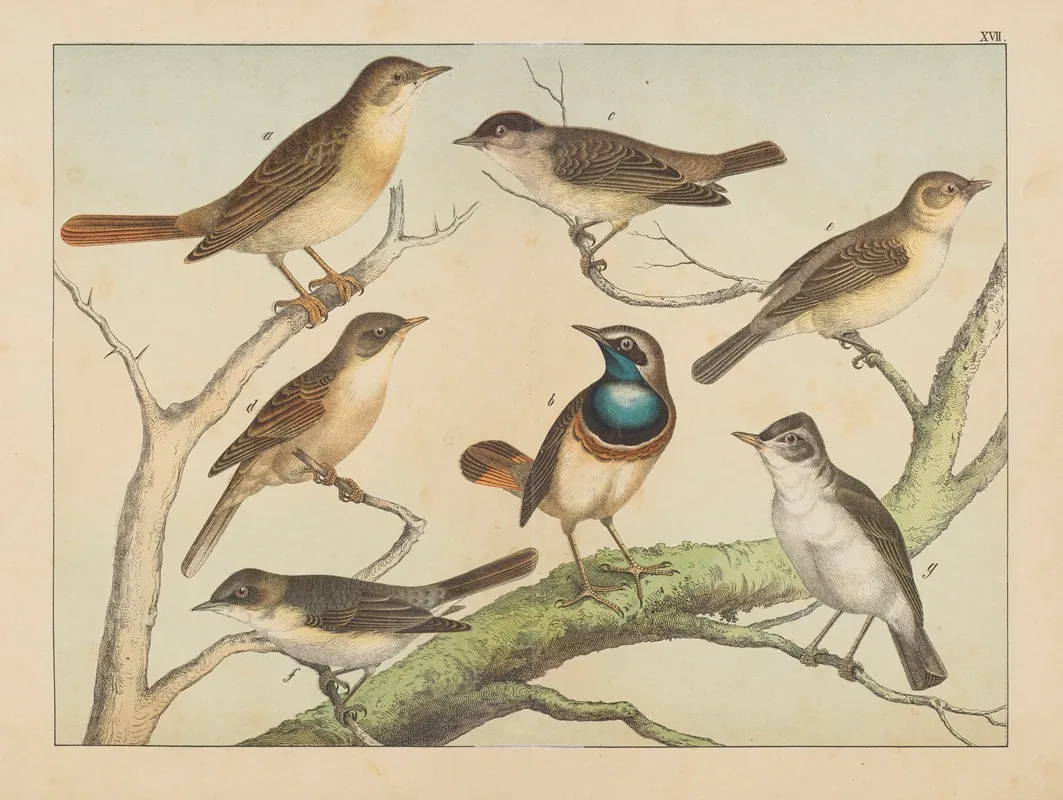 Historja Naturalna Ptakow Natural History Of Birds Pl 17 Wall Art by Gotthilf Heinrich von Schubert - High-Resolution Digital Print