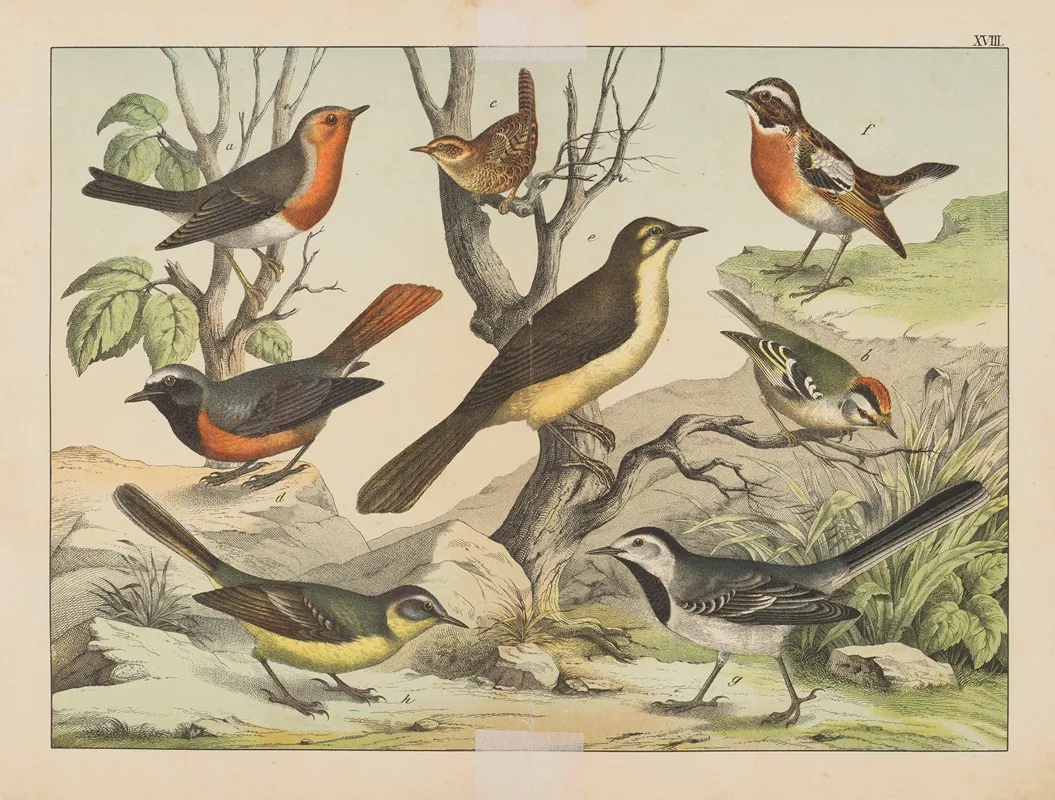 Historja Naturalna Ptakow Natural History Of Birds Pl 18 Wall Art by Gotthilf Heinrich von Schubert - High-Resolution Digital Print