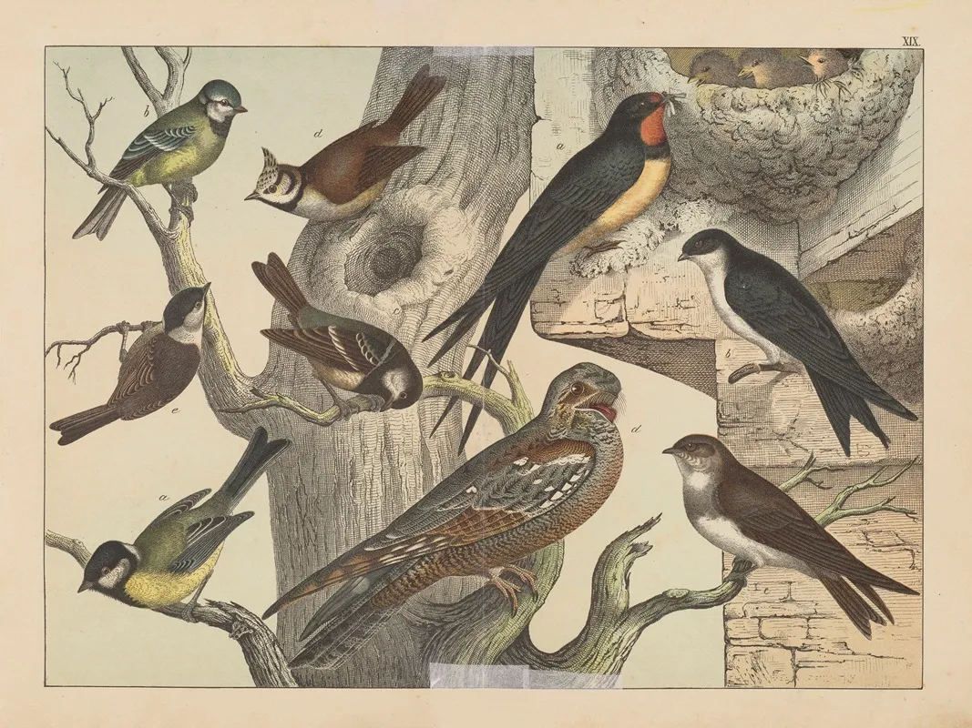Historja Naturalna Ptakow Natural History Of Birds Pl 19 Wall Art by Gotthilf Heinrich von Schubert - High-Resolution Digital Print