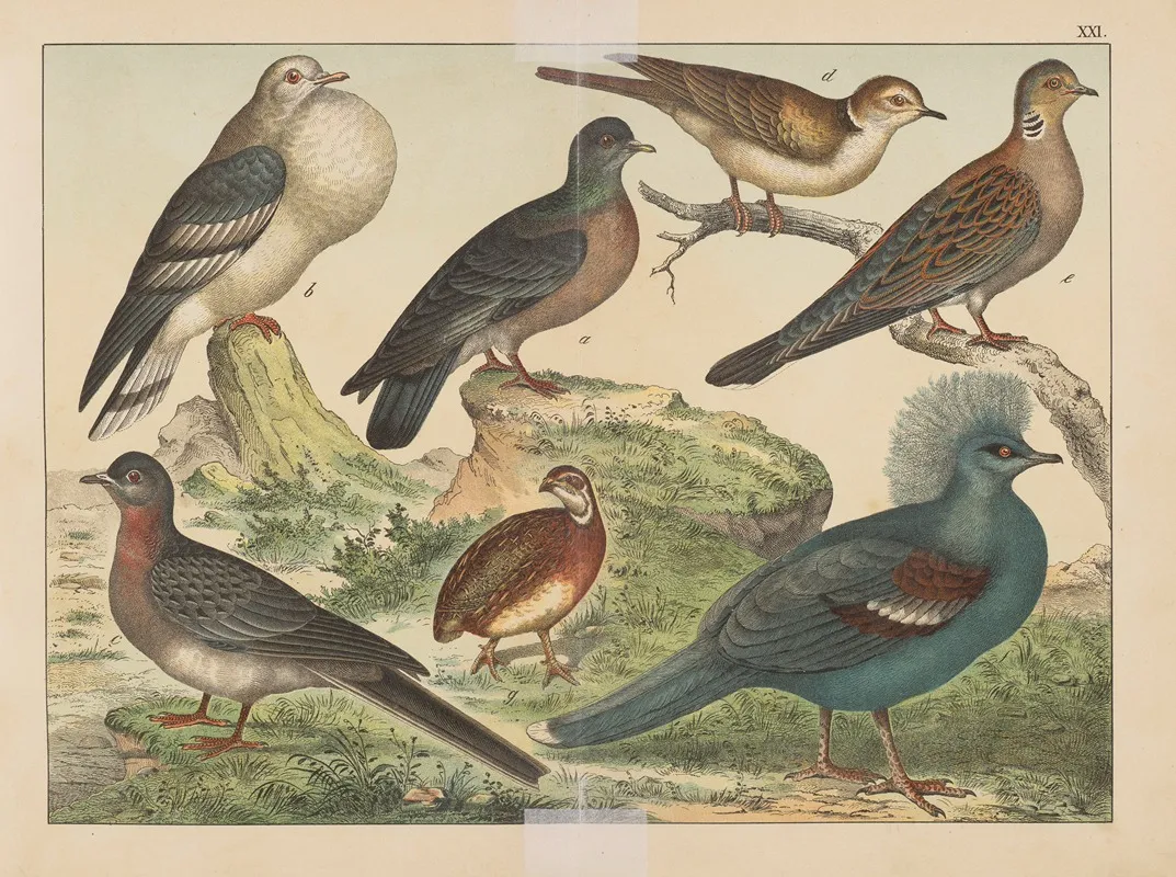 Historja Naturalna Ptakow Natural History Of Birds Pl 21 Wall Art by Gotthilf Heinrich von Schubert - High-Resolution Digital Print