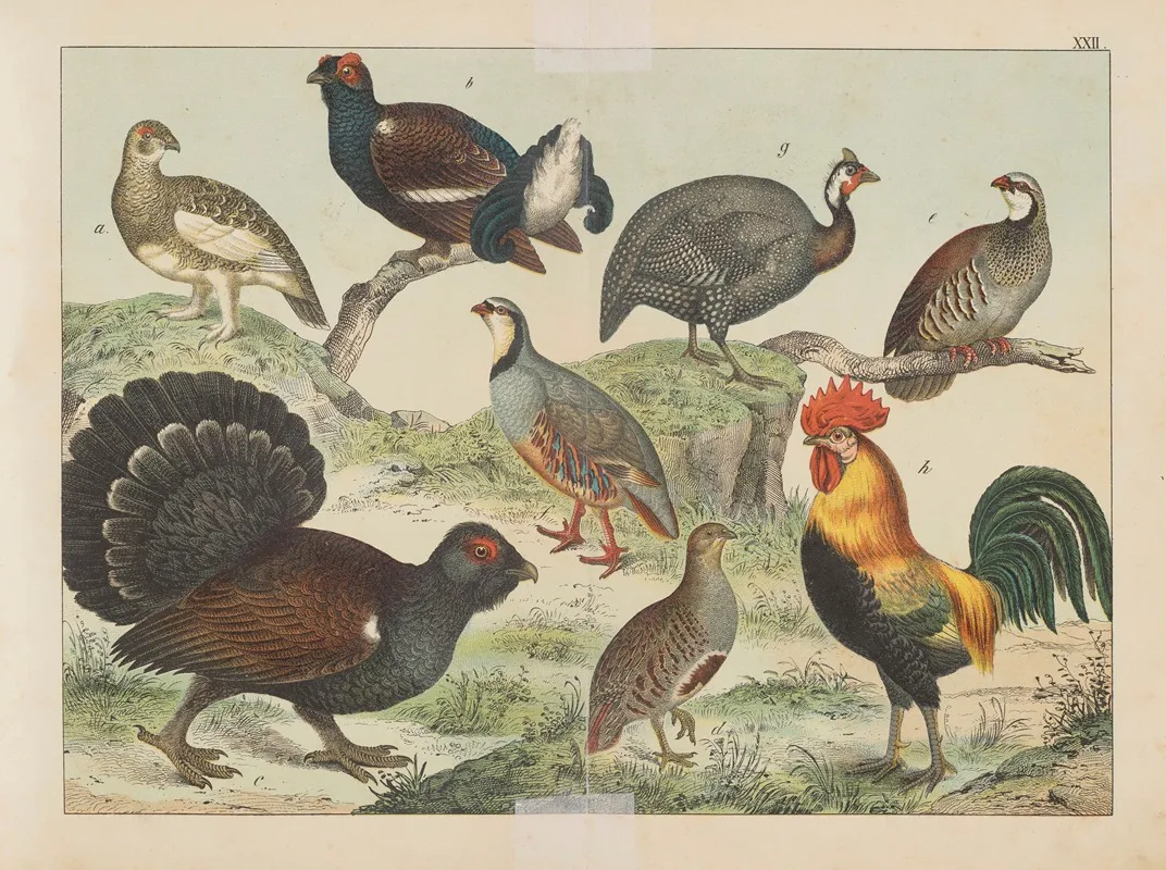 Historja Naturalna Ptakow Natural History Of Birds Pl 22 Wall Art by Gotthilf Heinrich von Schubert - High-Resolution Digital Print