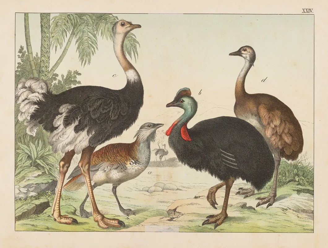 Historja Naturalna Ptakow Natural History Of Birds Pl 24 Wall Art by Gotthilf Heinrich von Schubert - High-Resolution Digital Print