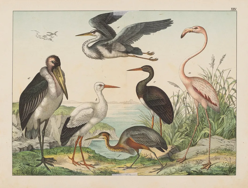 Historja Naturalna Ptakow Natural History Of Birds Pl 25 Wall Art by Gotthilf Heinrich von Schubert - High-Resolution Digital Print