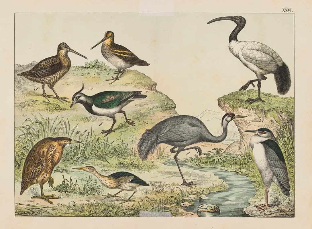 Historja Naturalna Ptakow Natural History Of Birds Pl 26 Wall Art by Gotthilf Heinrich von Schubert - High-Resolution Digital Print