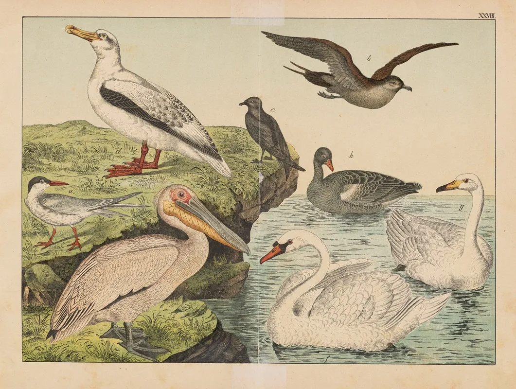 Historja Naturalna Ptakow Natural History Of Birds Pl 28 Wall Art by Gotthilf Heinrich von Schubert - High-Resolution Digital Print
