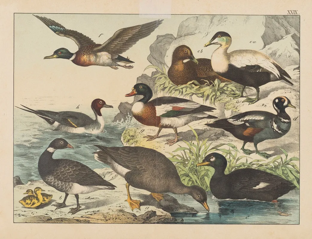 Historja Naturalna Ptakow Natural History Of Birds Pl 29 Wall Art by Gotthilf Heinrich von Schubert - High-Resolution Digital Print