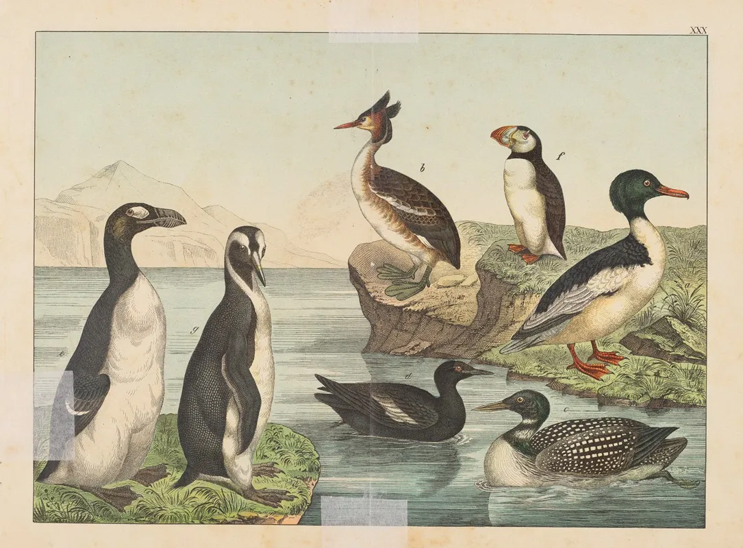 Historja Naturalna Ptakow Natural History Of Birds Pl 30 Wall Art by Gotthilf Heinrich von Schubert - High-Resolution Digital Print
