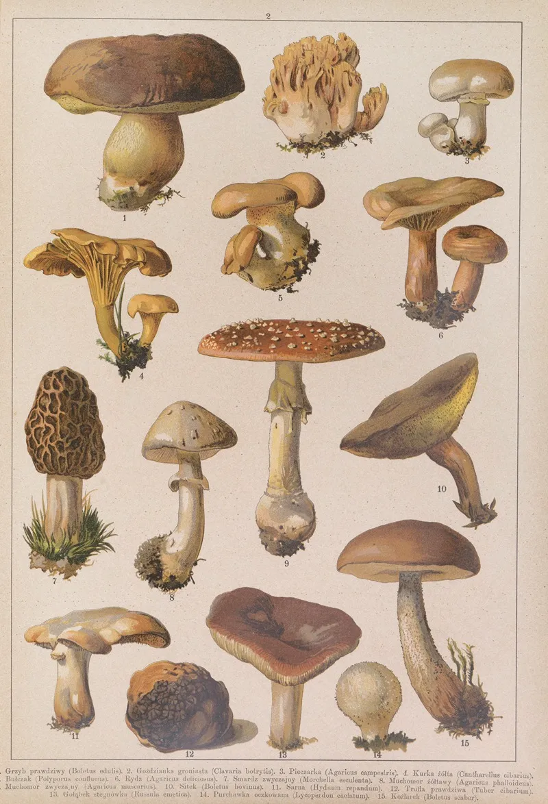 Historya Naturalna W Obrazach Pl 02 Wall Art by Feliks Wermiński - High-Resolution Digital Print