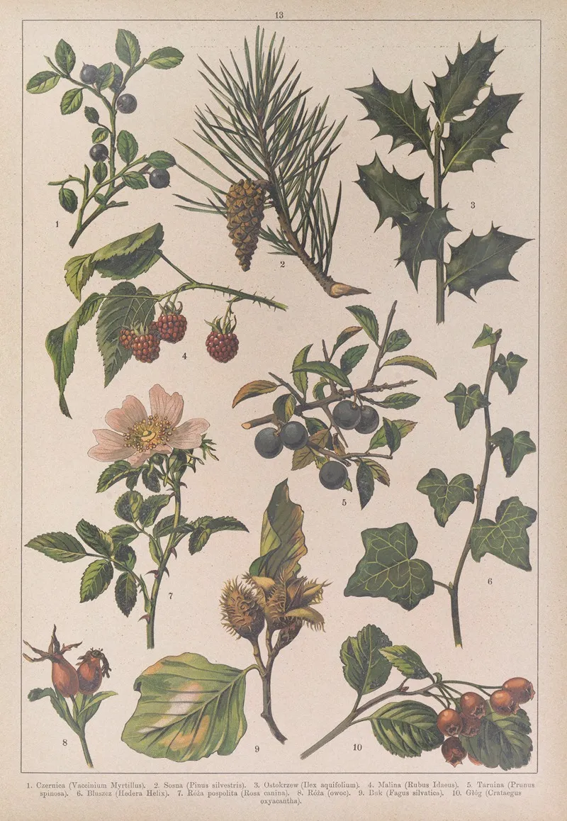 Historya Naturalna W Obrazach Pl 13 Wall Art by Feliks Wermiński - High-Resolution Digital Print