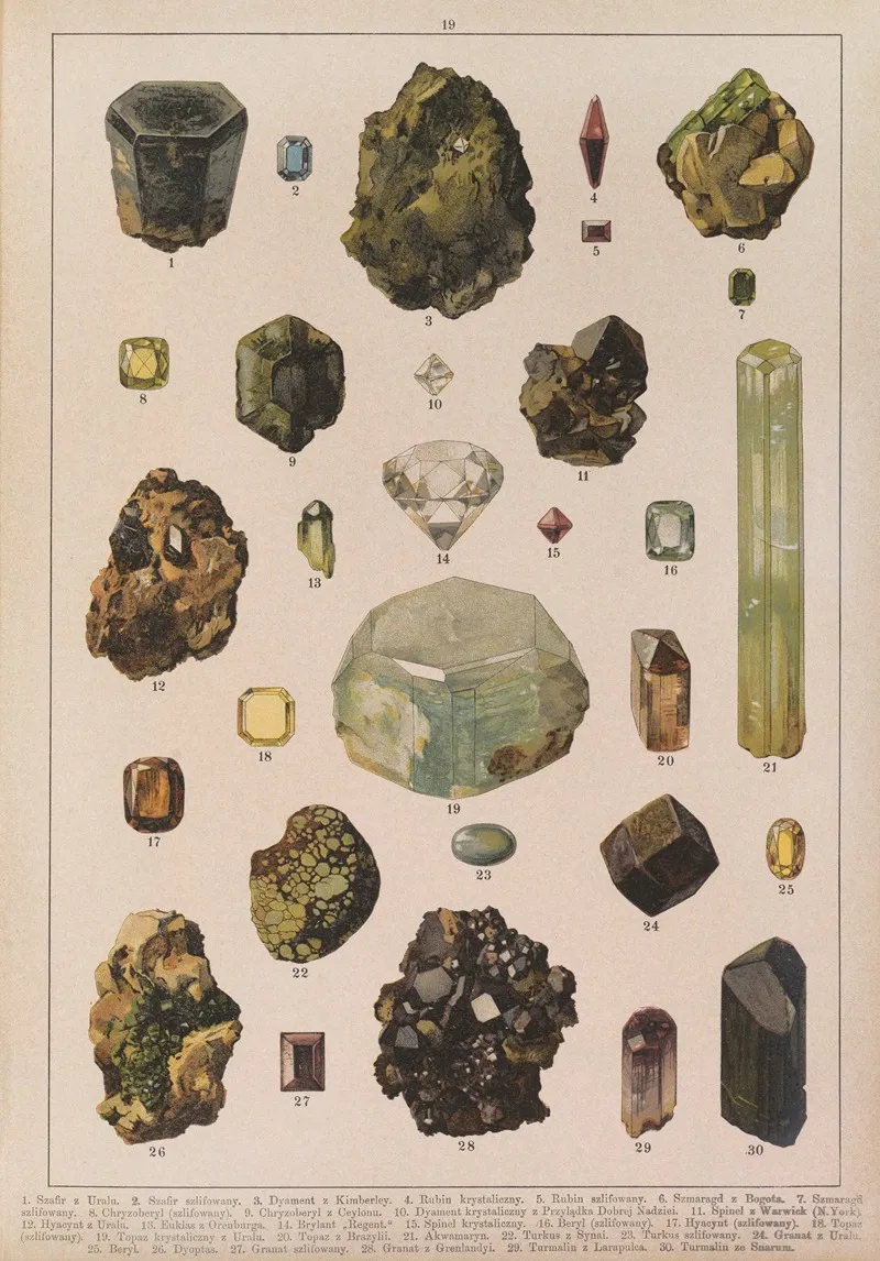 Historya Naturalna W Obrazach Pl 19 Wall Art by Feliks Wermiński - High-Resolution Digital Print