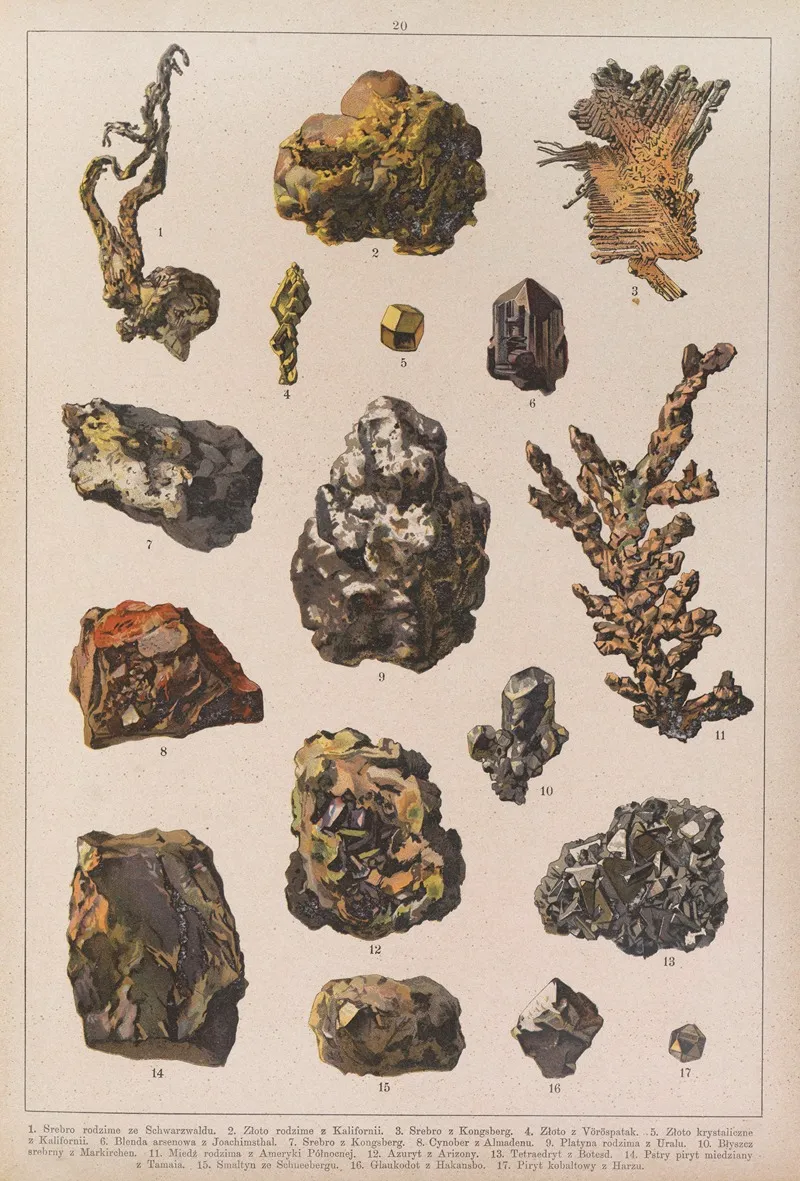 Historya Naturalna W Obrazach Pl 20 Wall Art by Feliks Wermiński - High-Resolution Digital Print