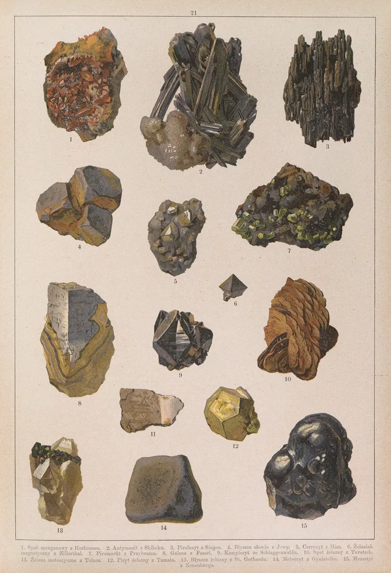 Historya Naturalna W Obrazach Pl 21 Wall Art by Feliks Wermiński - High-Resolution Digital Print