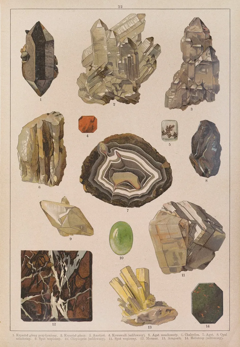 Historya Naturalna W Obrazach Pl 22 Wall Art by Feliks Wermiński - High-Resolution Digital Print