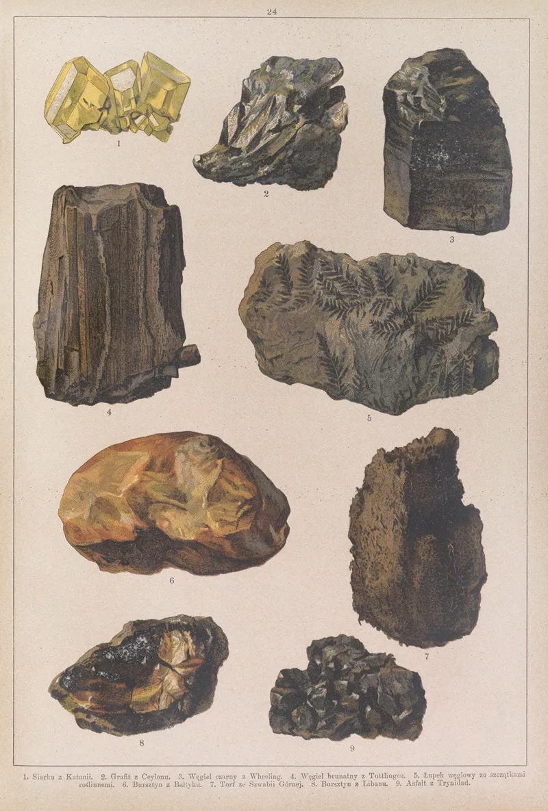 Historya Naturalna W Obrazach Pl 24 Wall Art by Feliks Wermiński - High-Resolution Digital Print