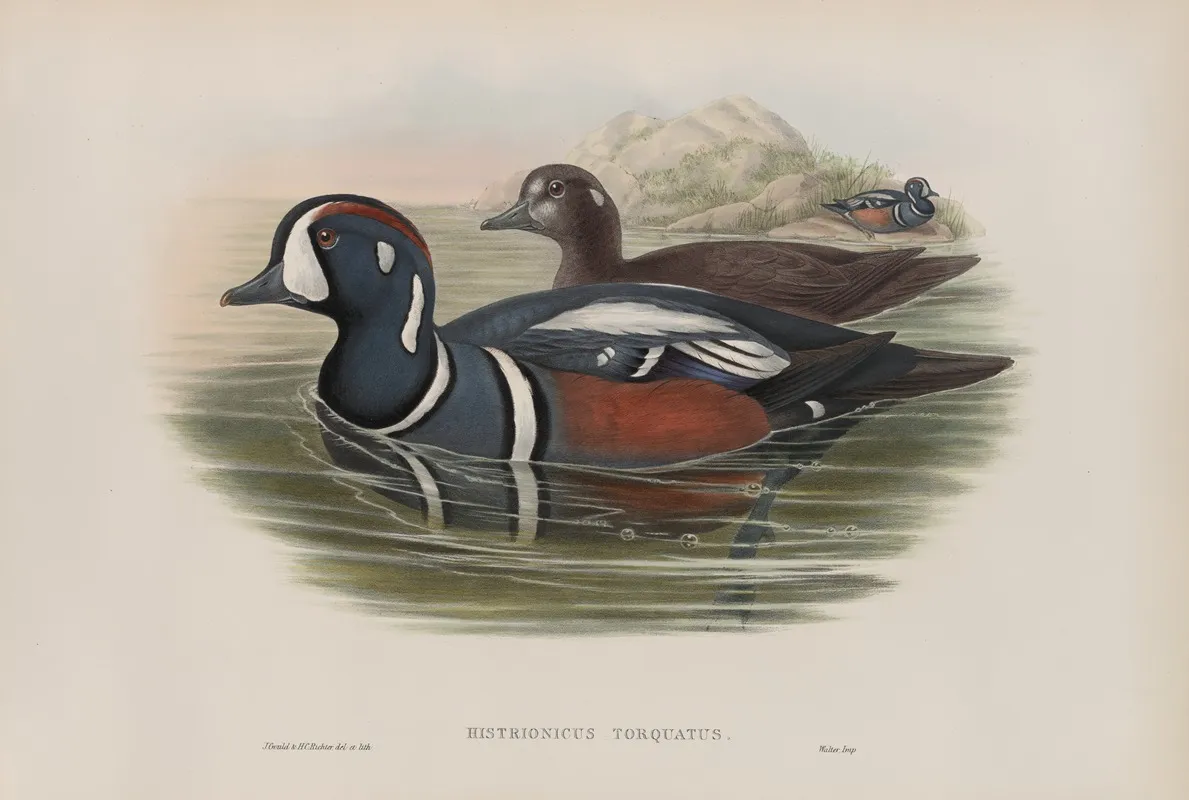 Histrionicus Torquatus Harlequin Duck Wall Art by John Gould - High-Resolution Digital Print
