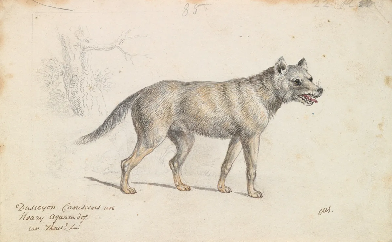 Hoary Aguara Dog